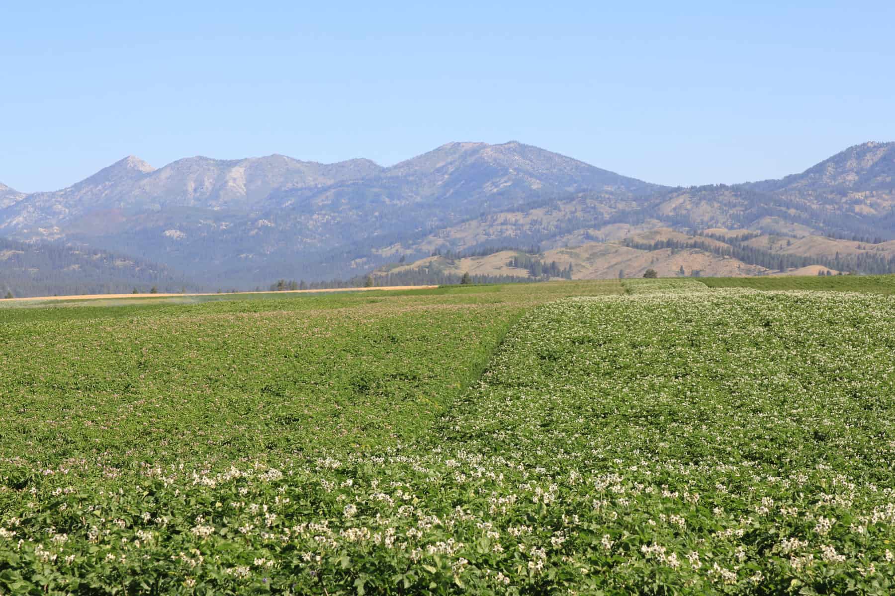 Potatoes  Wholesale, Processed Potatoes - Thompson Potato Farm