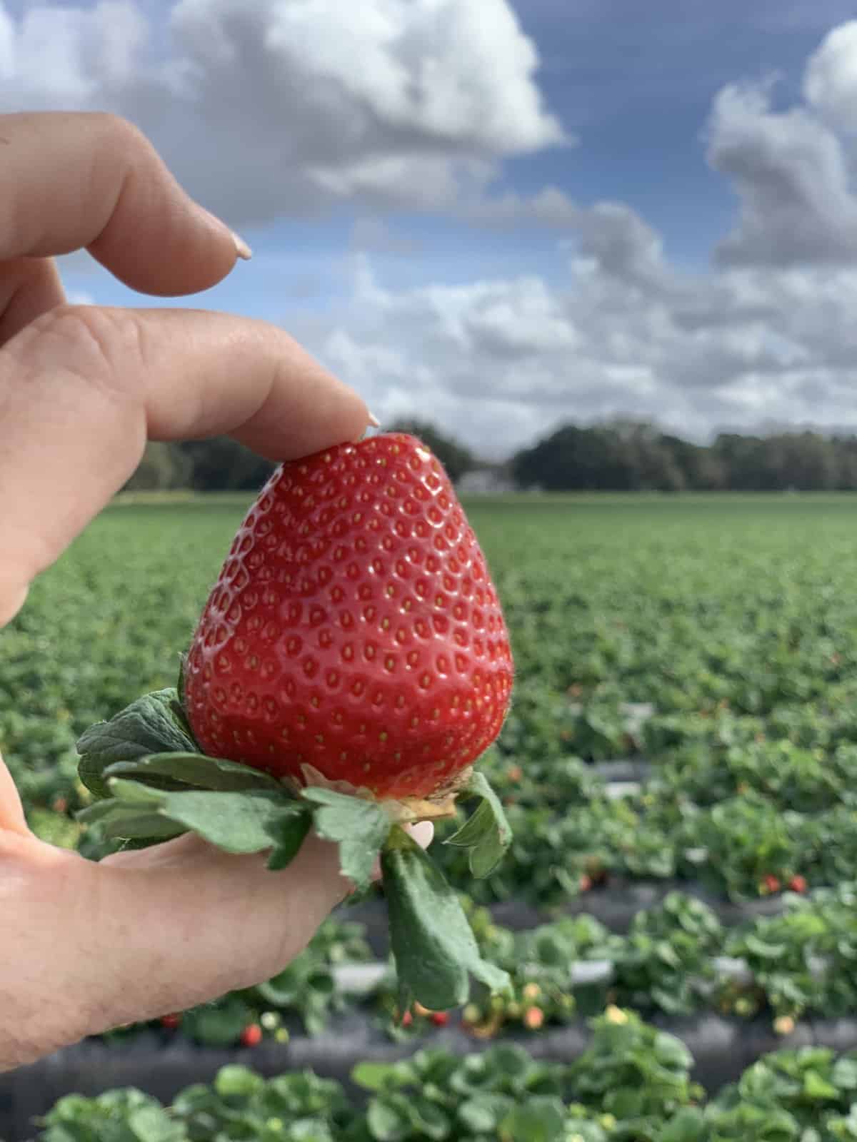 It’s Finally Here Florida Strawberry Season! Mary's Blog