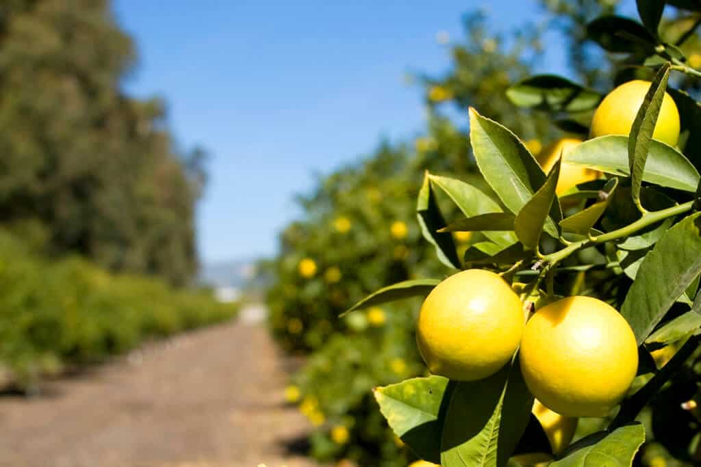 Limoneira Lemons